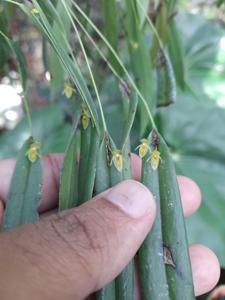 Pleurothallis discoidea