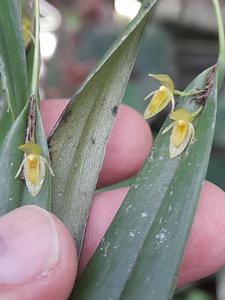 Pleurothallis discoidea