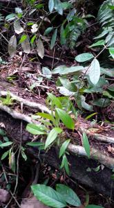 Pleurothallis discoidea