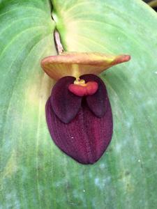 Pleurothallis gargantua