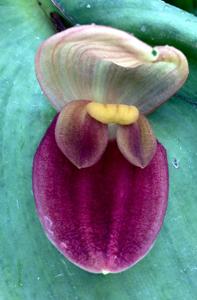 Pleurothallis gargantua