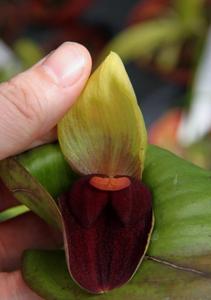 Pleurothallis gargantua