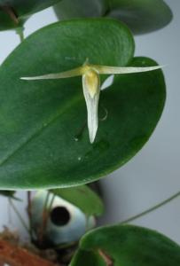 Pleurothallis index