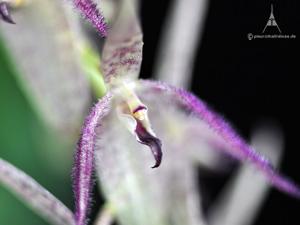 Pleurothallis loranthophylla