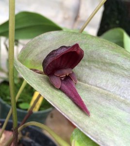 Pleurothallis nephroglossa