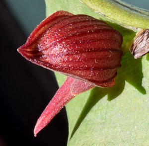 Pleurothallis nephroglossa