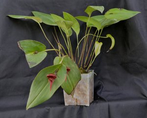 Pleurothallis nephroglossa