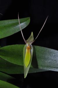 Pleurothallis nuda