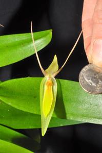 Pleurothallis nuda