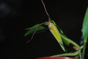 Pleurothallis nuda