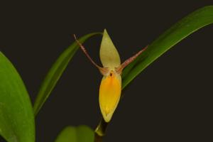 Pleurothallis nuda