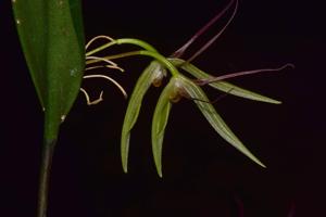 Pleurothallis nuda