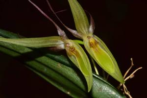 Pleurothallis nuda