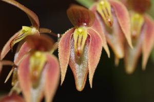 Pleurothallis phalangifera
