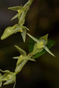 Pleurothallis pruinosa