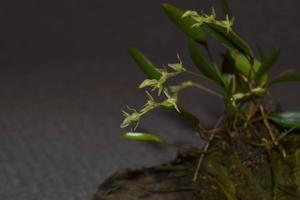 Pleurothallis pruinosa