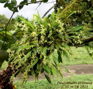 Pleurothallis pruinosa