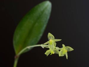 Pleurothallis pruinosa