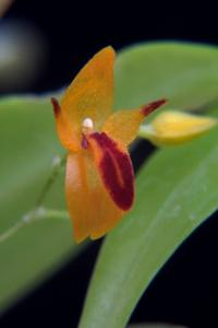 Platystele aurea
