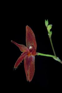 Platystele aurea