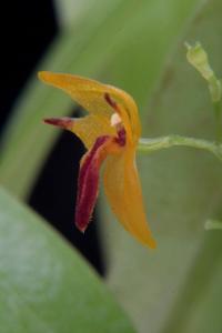 Platystele aurea
