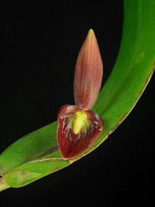 Pleurothallis ruberrima