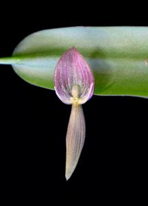 Pleurothallis ruberrima