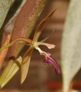 Pleurothallis talpinaria