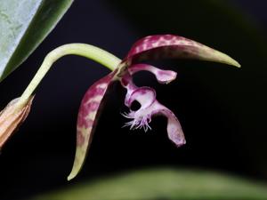 Pleurothallis talpinaria