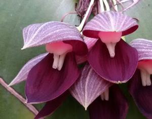 Pleurothallis teaguei