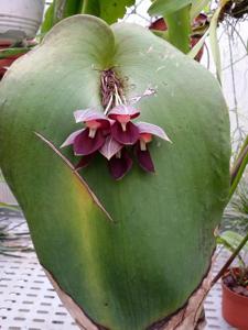 Pleurothallis teaguei