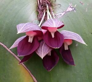 Pleurothallis teaguei