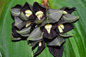 Pleurothallis teaguei