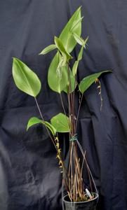 Pleurothallis torrana