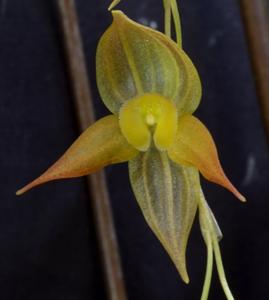 Pleurothallis torrana