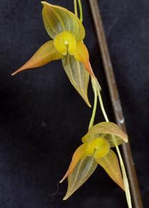 Pleurothallis torrana