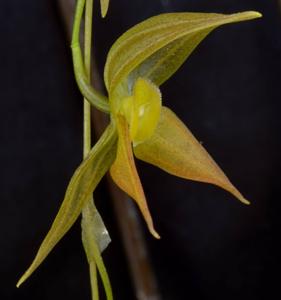 Pleurothallis torrana