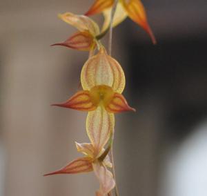 Pleurothallis torrana