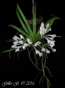 Podangis dactyloceras