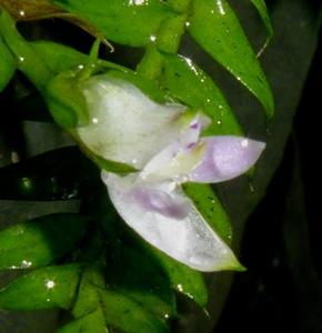 Podochilus schistantherus