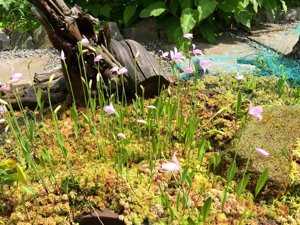 Pogonia ophioglossoides