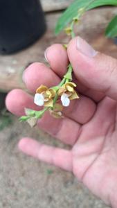 Polystachya lawrenceana