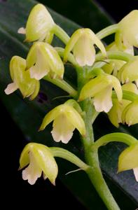 Polystachya malilaensis