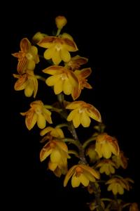 Polystachya pubescens