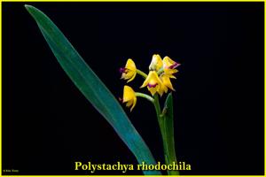 Polystachya rhodochila