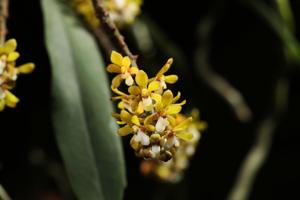 Pomatocalpa angustifolium