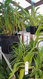 Pomatocalpa diffusum