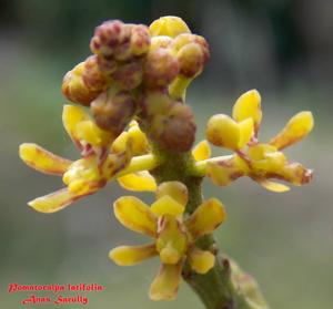 Pomatocalpa diffusum