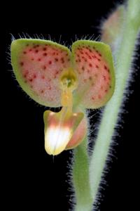 Ponthieva tunguraguae