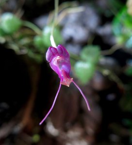 Porroglossum amethystinum